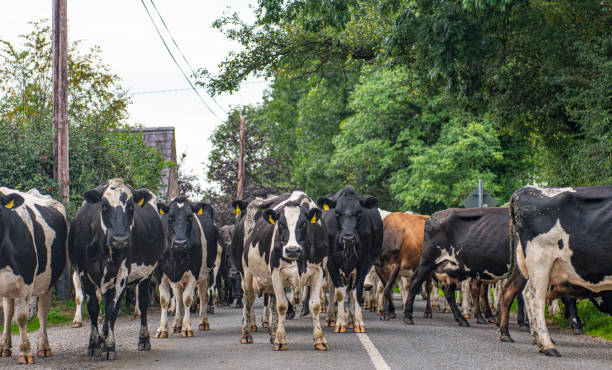 Get out of my way! Large black and white dairy cows walking along pathway returning from grazing to the milking parlour to be milked, glaring at camera person blocking their way.