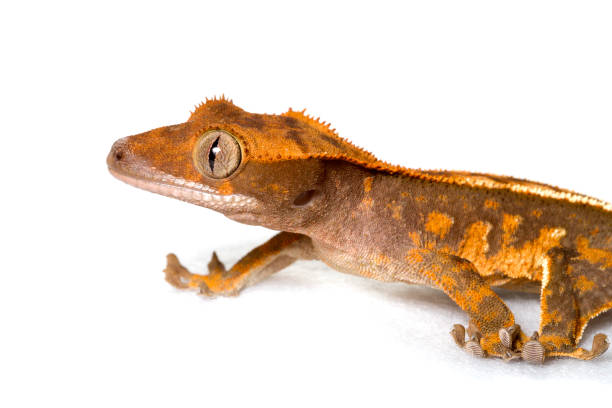 istock Crested gecko isolated on white background 1181238271
