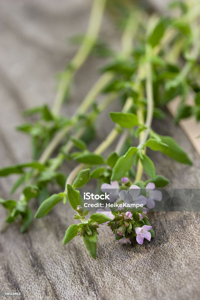 Thyme  Close-up Stock Photo