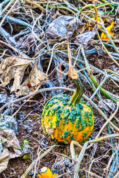 istock a warty pumpkin or gourd on the ground  at the pumpkin patch 1181240367