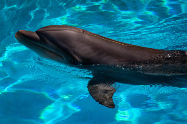 Swimming dolphin stock photo