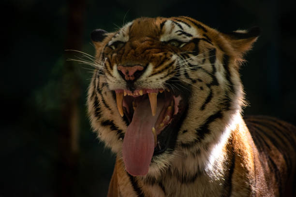istock Tiger with tongue out 1181240502