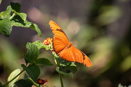 Close up of a bright orange butterfly