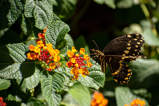 Papilio xuthus, also called Asian swallowtail, is sucking pollen of bougainvillea flowers. The photo was taken in a public park, located in the downtown Bangkok.