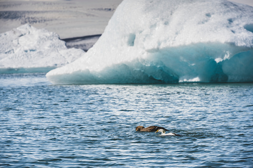 Icebergs and ducks floating in the Jokulsalon glacier lagoon in Iceland.