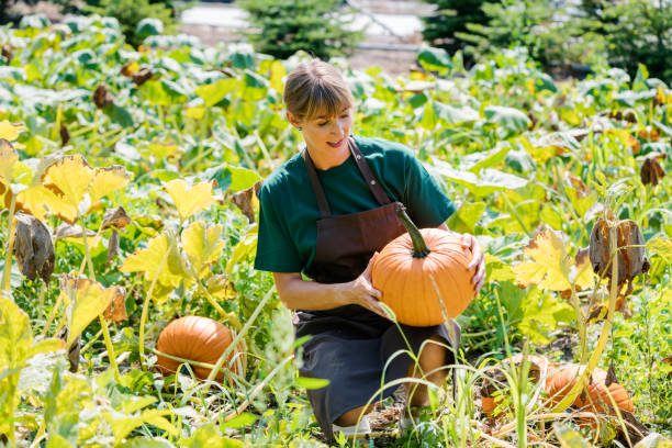 istock Gardener growing pumpkins 1181241680