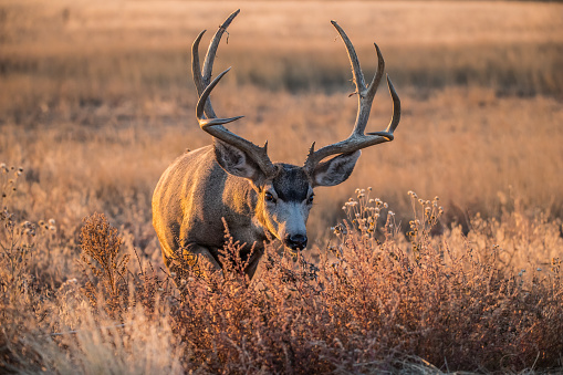 Mule deer in fall rutt in field