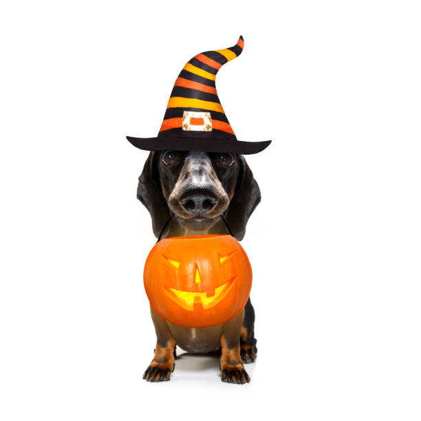 istock halloween  ghost  dog trick or treat 1181242676