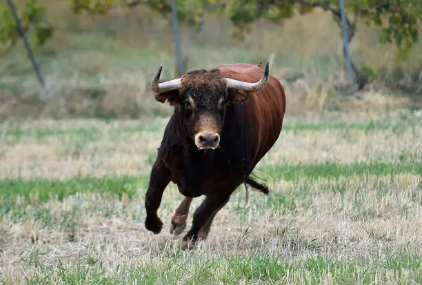 spanish bull running in the field