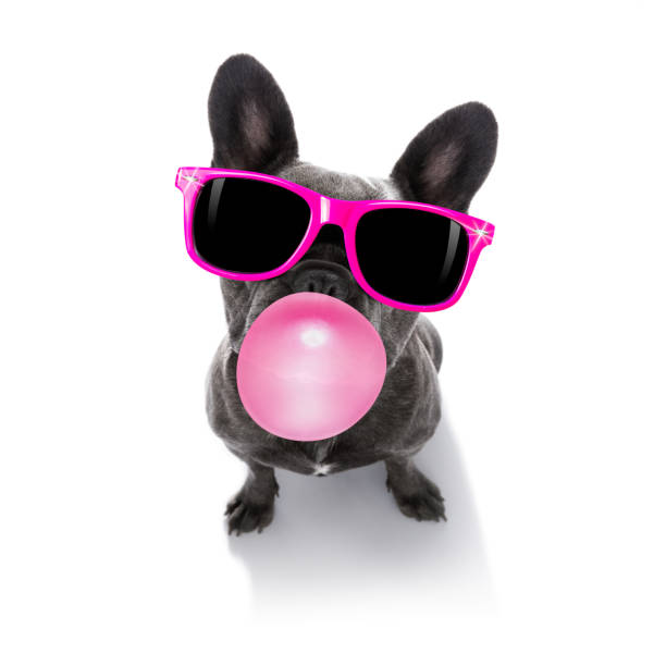 dog chewing bubble gum curious french bulldog dog looking up to owner waiting or sitting patient to play or go for a walk with  chewing bubble gum and reading sunglasses   isolated on white background eye catching stock pictures, royalty-free photos & images