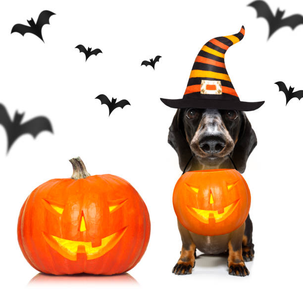 istock halloween  ghost  dog trick or treat 1181243126