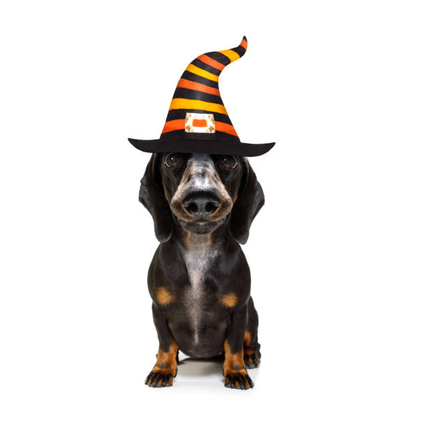 istock halloween  ghost  dog trick or treat 1181243143