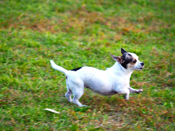 istock Happy dog enjoying freedom. 1181243262
