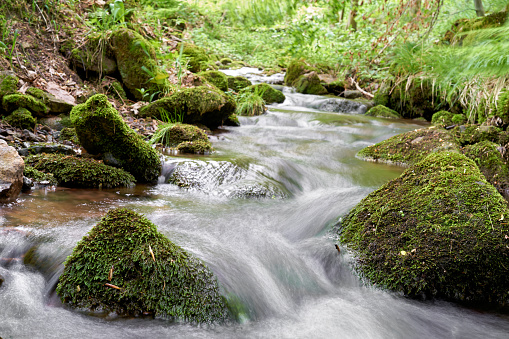 Vertical landscape of lush green tropical island palm trees and rocks along a flowing riverbed water stream at Bangalow Park Creek near Byron Bay Area NSW Australia