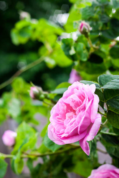 rosa centifolia (rose des peintres) flower closeup on green garden background - hybrid tea rose photos et images de collection