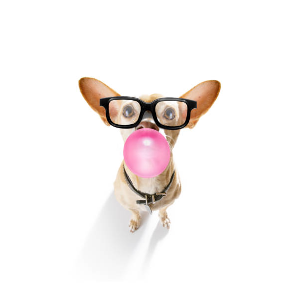 istock dog chewing bubble gum 1181243895