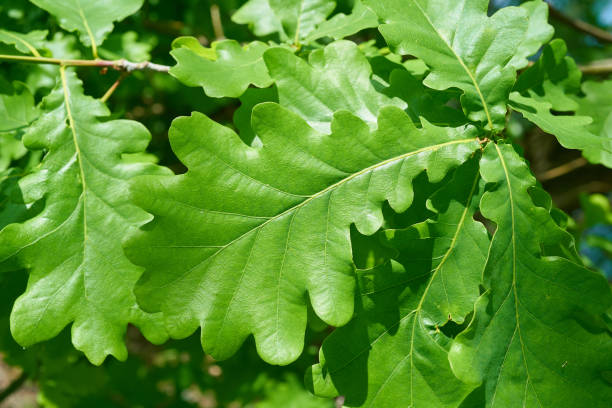 leaves of a common oak (quercus robur) - logging road imagens e fotografias de stock