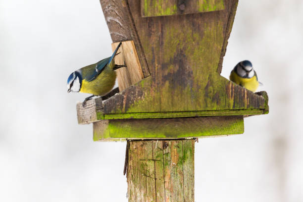 istock Two Blue tits sitting at a bird feeder 1181244075