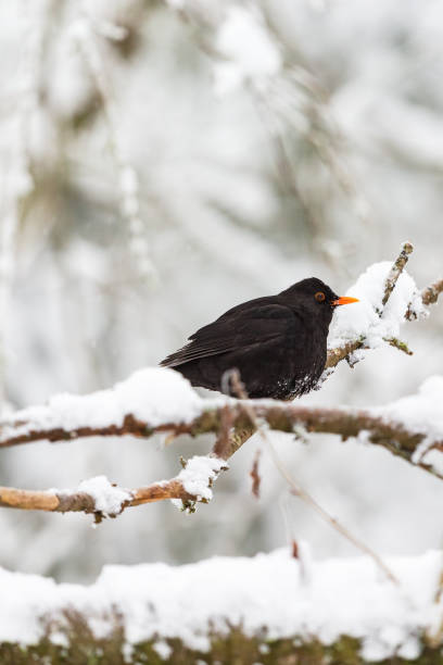 istock Blackbird on a snowy branch 1181244107