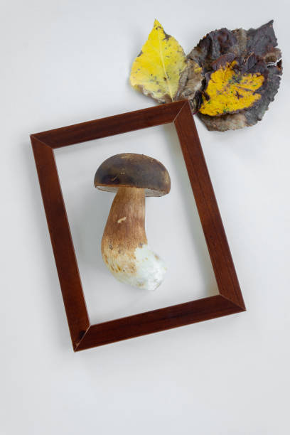 istock Autumn in a frame. Boletus edible (Porcini) mushroom 1181244365