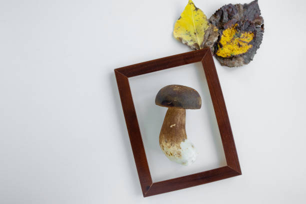 istock Autumn in a frame. Boletus edible (Porcini) mushroom 1181244370