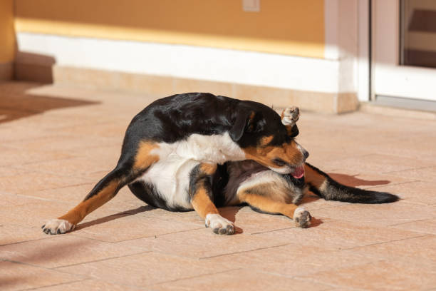 hund reinigt sich selbst. appenzeller berghund lecken - tongue mountain stock-fotos und bilder