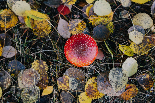 Dangerous mushroom in the forest
