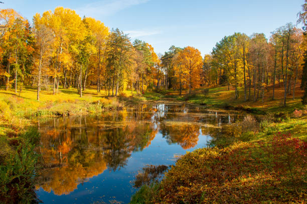 Wonderful autumn landscape Wonderful autumn landscape with beautiful yellow and orange colored trees, lake or river birch tree photos stock pictures, royalty-free photos & images