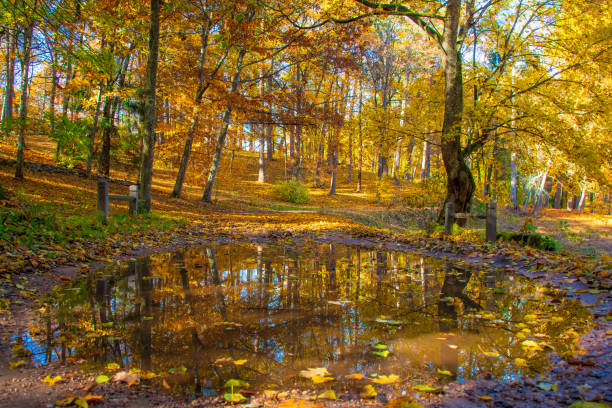 A field with trees and a body of water. The water is reflecting the trees and sky