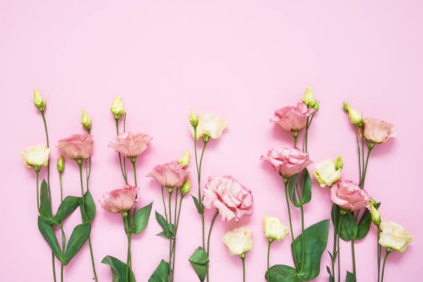 istock Pink and white eustoma flowers on pink background. Copy space, top view. Holiday background. 1181249673