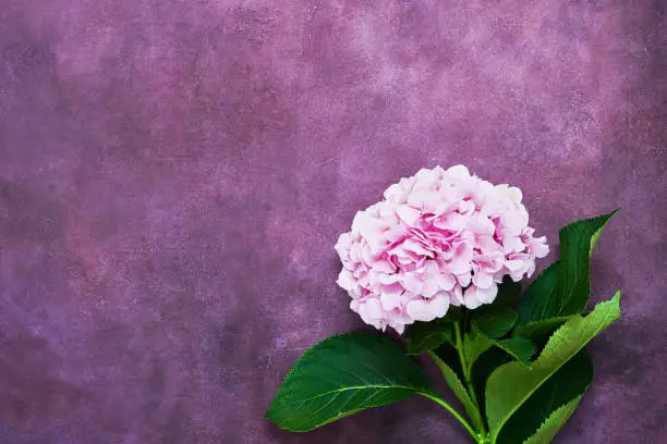 Beautiful pink flower of hydrangea or hortensia on purple background. Top view, copy space. Holiday background, postcard