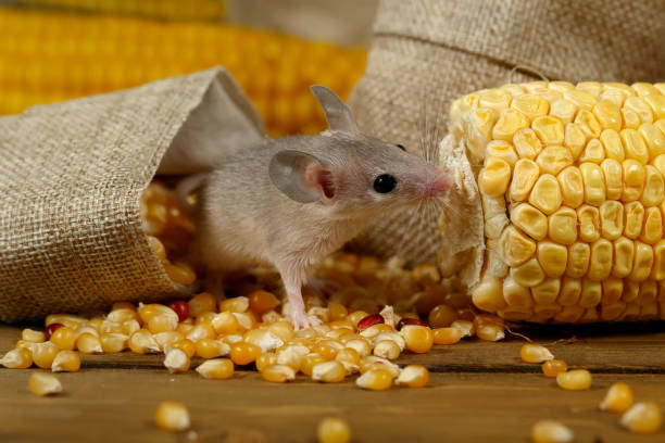 Closeup curious young gray mouse lurk near the corn and burlap bags on the floor of the warehouse. Closeup curious young gray mouse lurk near the corn and burlap bags on the floor of the warehouse. Concept of rodent control. granary photos stock pictures, royalty-free photos & images