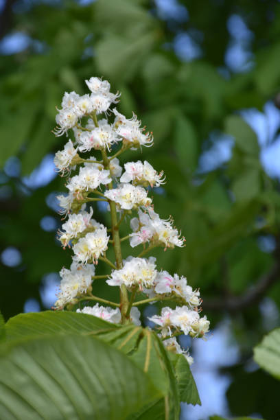 istock Blooming White Horse Chestnut Tree Flowering 1181249760