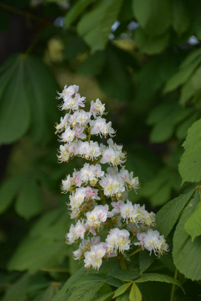 istock Blooming White Horse Chestnut Tree Flowering 1181249815