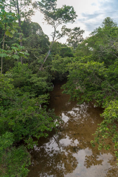 istock Colombian landscape with small river and leafy trees 1181249845
