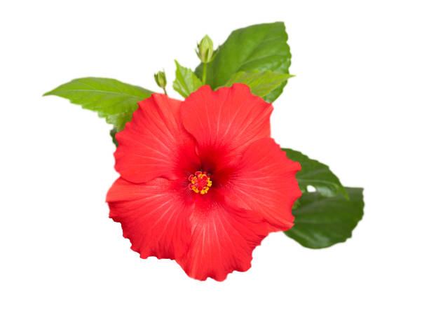 istock hibiscus red flower isolated 1181249856