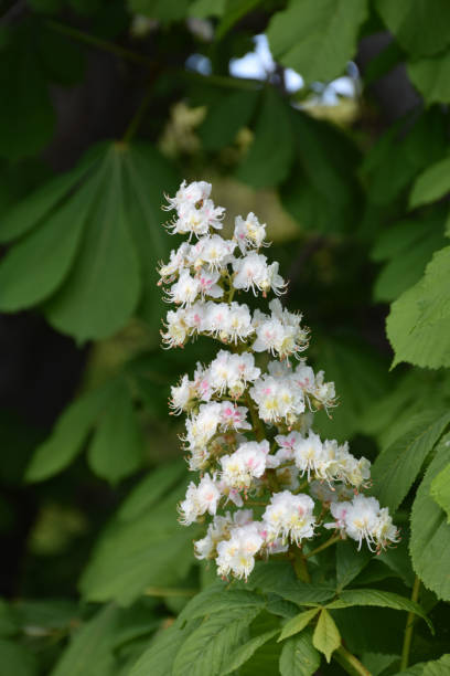 istock Blooming White Horse Chestnut Tree Flowering 1181249862