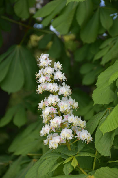 istock Blooming White Horse Chestnut Tree Flowering 1181249964