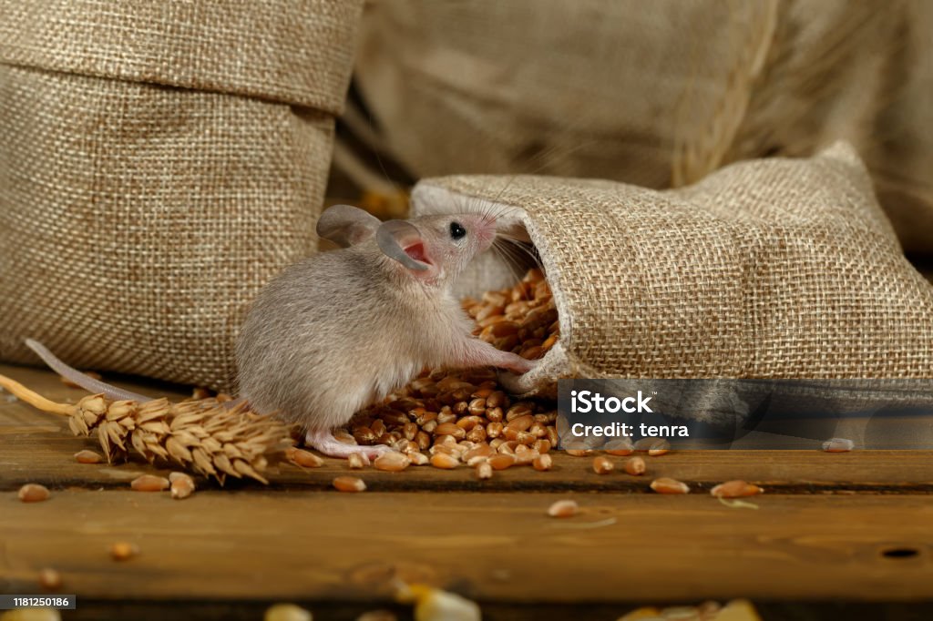 Primer primer joven ratón gris se sienta cerca de las bolsas de arpillera con trigo en el piso del almacén. - Foto de stock de Roedor libre de derechos