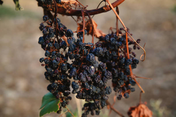 istock Dried black grapes in the vineyard 1181250190