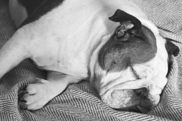 istock Cute dog sleeps on her owner's bed 1181250916