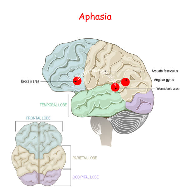 실어증 - parietal lobe stock illustrations