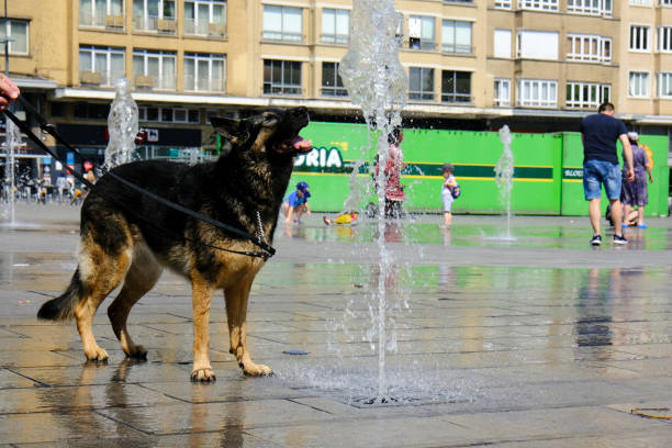 Black dog is swimming in pool at public park.Hong Kong Island.