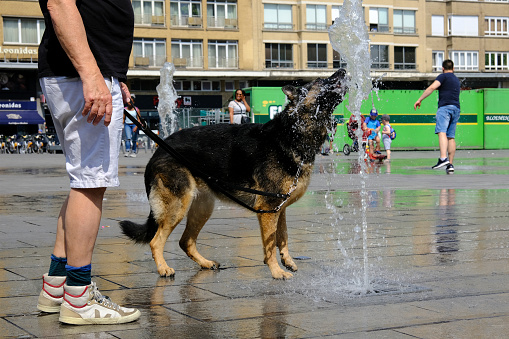 Brussels, Belgium. 26th July 2019.A dog drinks water at a fountain during a hot summer day.