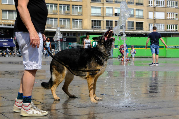 Brussels, Belgium. 26th July 2019.A dog drinks water at a fountain during a hot summer day.