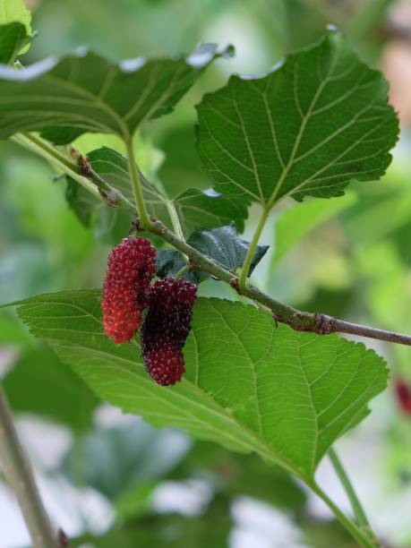 istock The mulberry fruit is a multiple fruit. 1181255526