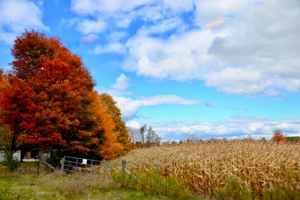 istock Farm in Autumn 1181256239