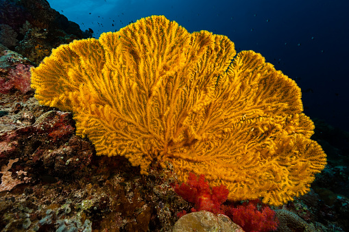 The yellow Gorgonian Coral dominates this part of the reef at Blue Corner, famous dive site of Palau. A lot of small fishes (mainly Scaly Chromis Chromis lepidolepis) and a red Dendronephthya soft coral at the base of the gorgonian coral. A lot of Solitary Tunicates Atriolum robustum of colonial ascidians. The fishes in the background are Pyramid Butterflyfishes Hemitaurichthys polylepis and Bicolor Chromis Chromis margaritifer. Blue Corner, Palau, Micronesia, 7°8'1.9\