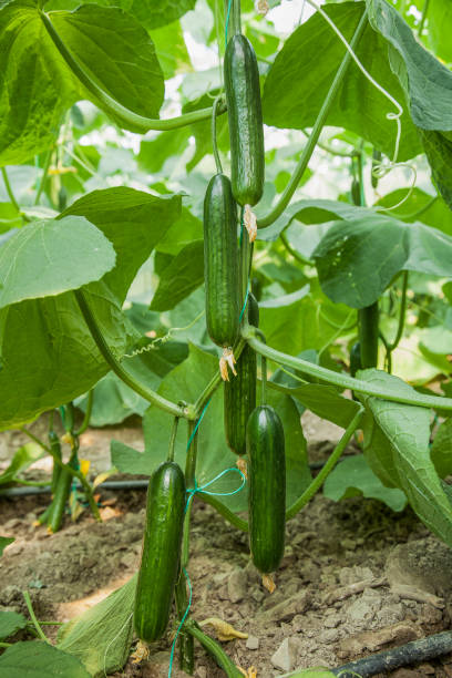 istock cucumber, greenhouse, 1181256459
