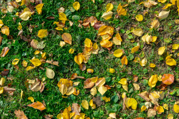 istock yellow autumn leaves on green grass as background 1181256621